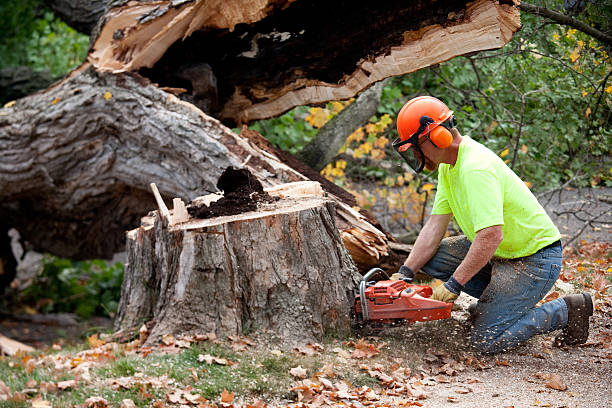 Best Stump Grinding and Removal  in USA